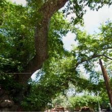  MTB Tour Crete Image c4785-_platanos.jpg 