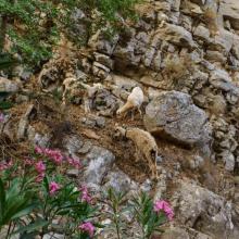 Φαράγγι της Ρόζας MTB Tour Crete Image c4cb3-13559141_191672877901098_3255267674783882545_o.jpg 